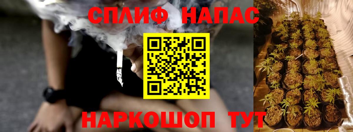 Конопля гибрид Туапсе
